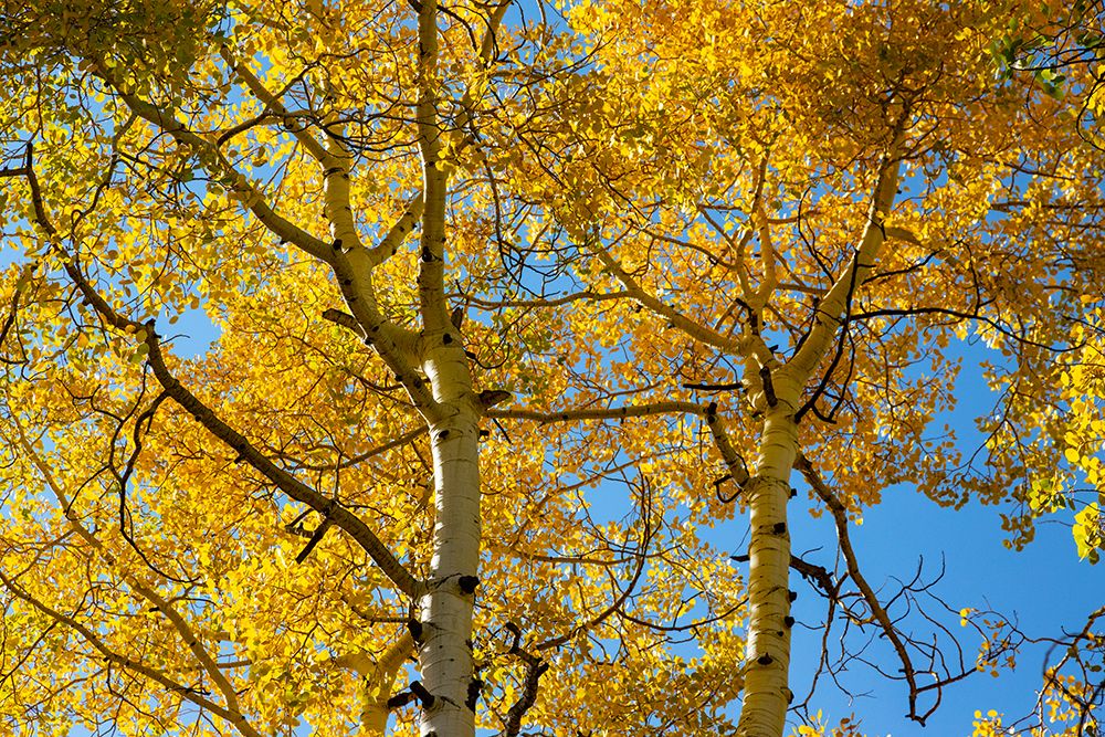 Aspens on the Tom Blake Trail-Colorado